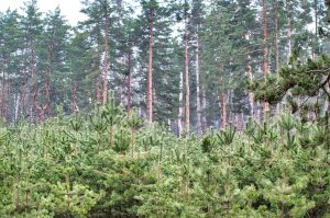 Foto van een bos met jonge bomen op de voorgrond en grote bomen op de achtergrond