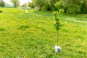 Jong boompje klaar om te worden geplant. Bomen Aanplanten
