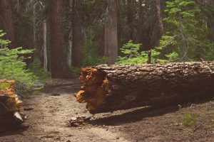 Omgevallen boom op wandelpad na storm, Stormschade Boomverzorging