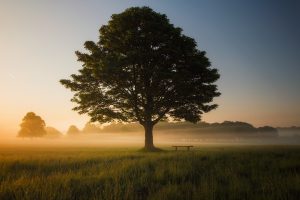 Majestueuze boom met bankje, sfeervolle zonsopgang